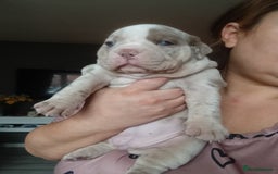 Olde English Bulldogge dogs for sale: Beautiful olde English bulldogs 🩷 - Image 4