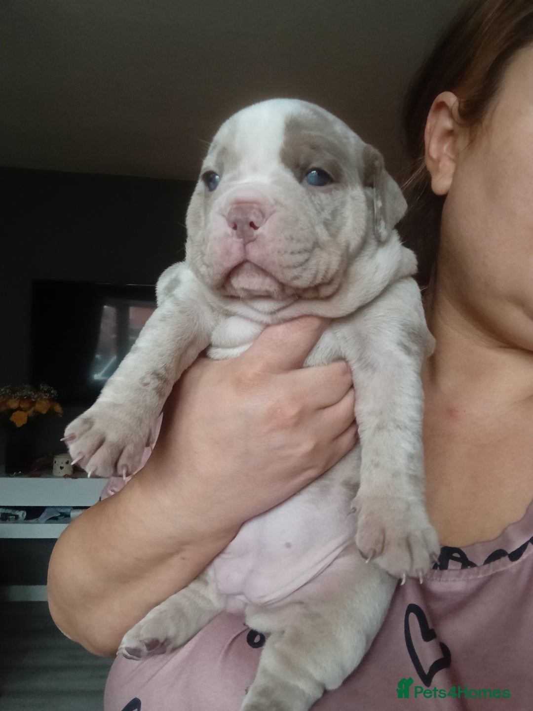 Olde English Bulldogge dogs for sale: Beautiful olde English bulldogs 🩷 - Image 4