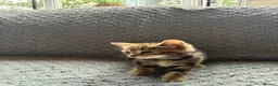 Mixed Breed cats for sale: 4 Beautiful Tabby Kittens  in Crewe - Advert 7