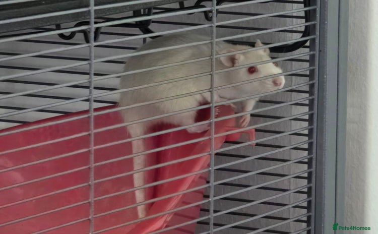 Rat rodents - Advert 1