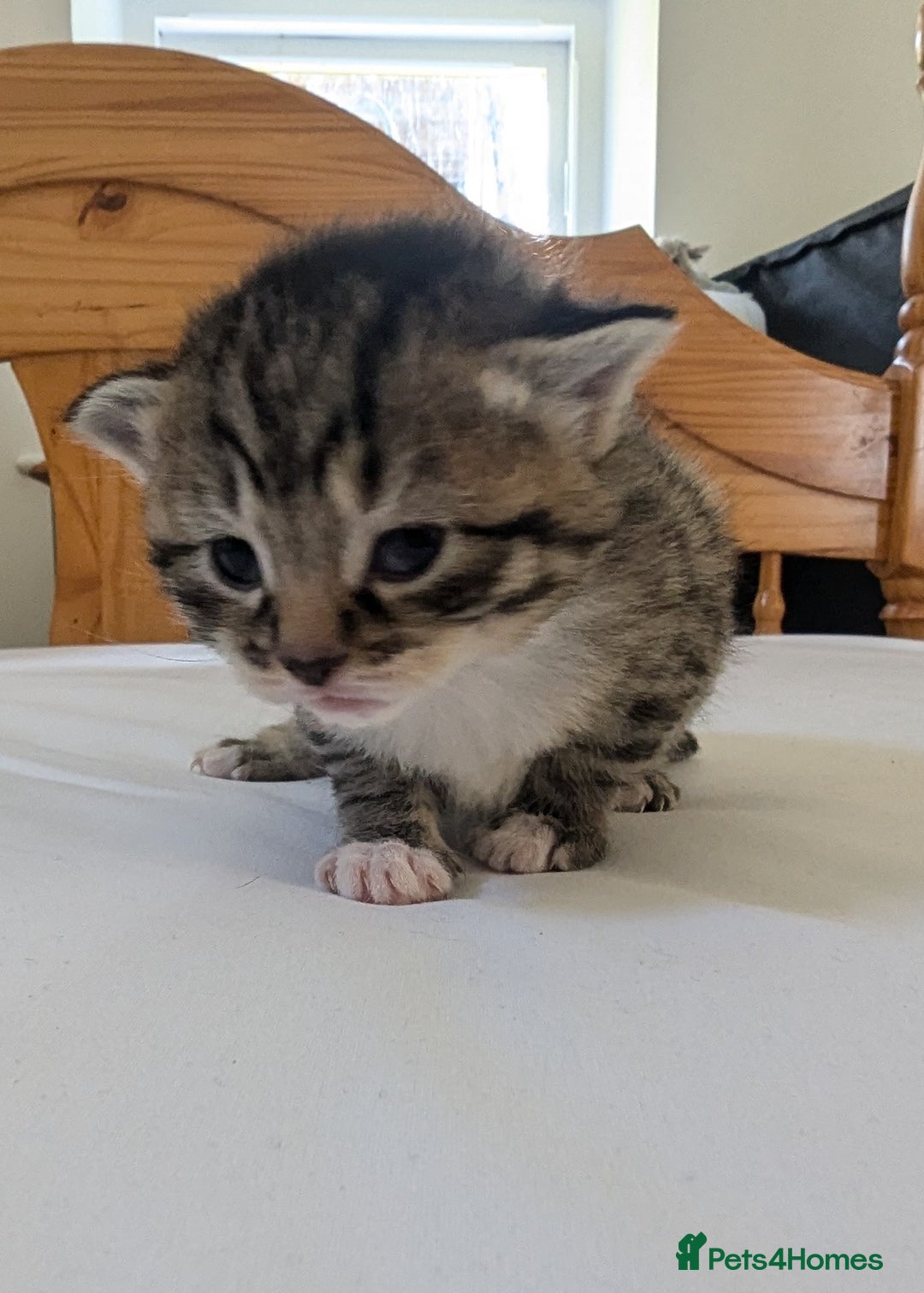 Mixed Breed cats for sale: Mixed Breed in Skipton - Image 7