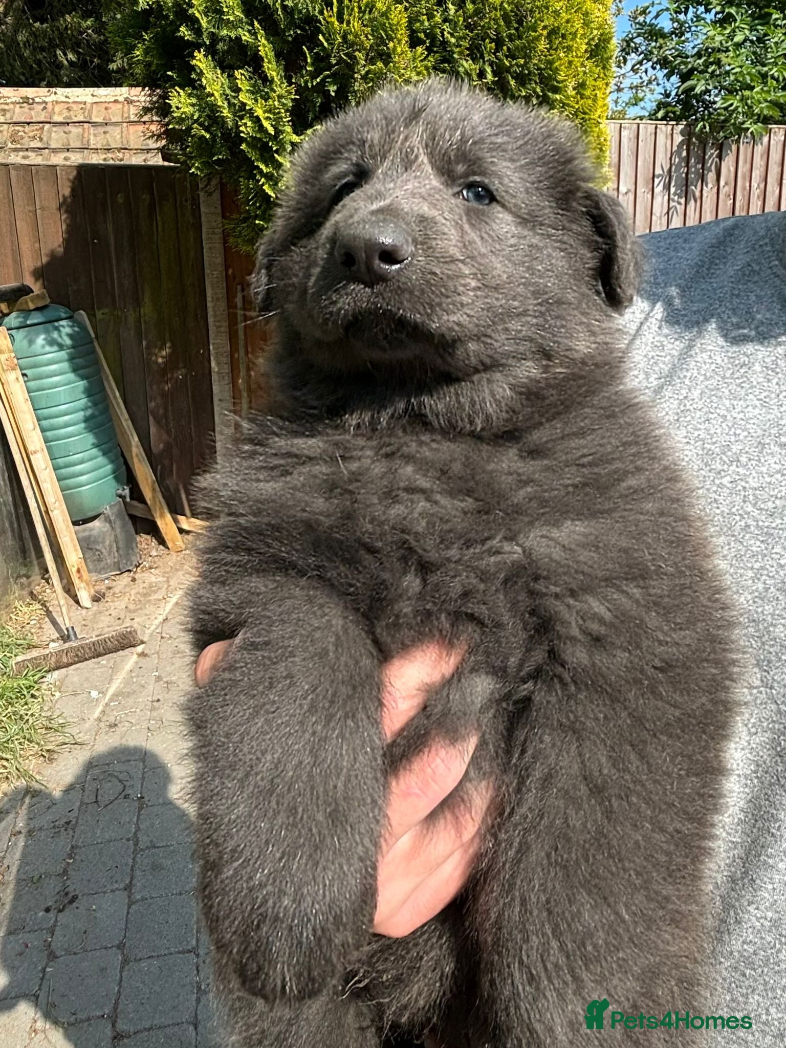 German Shepherd dogs 💙Big Blue Fluffy GSD Pups💙KC Reg*Available* - Advert 2