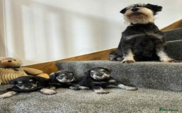 Miniature Schnauzer dogs for sale: Miniature Schnauzer Puppies KC/BVA/MAC Tested - Image 21