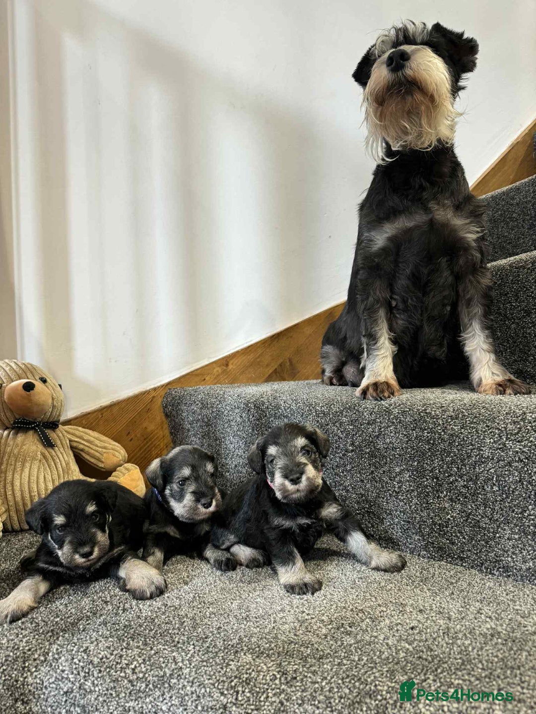 Miniature Schnauzer dogs for sale: Miniature Schnauzer Puppies KC/BVA/MAC Tested - Image 21