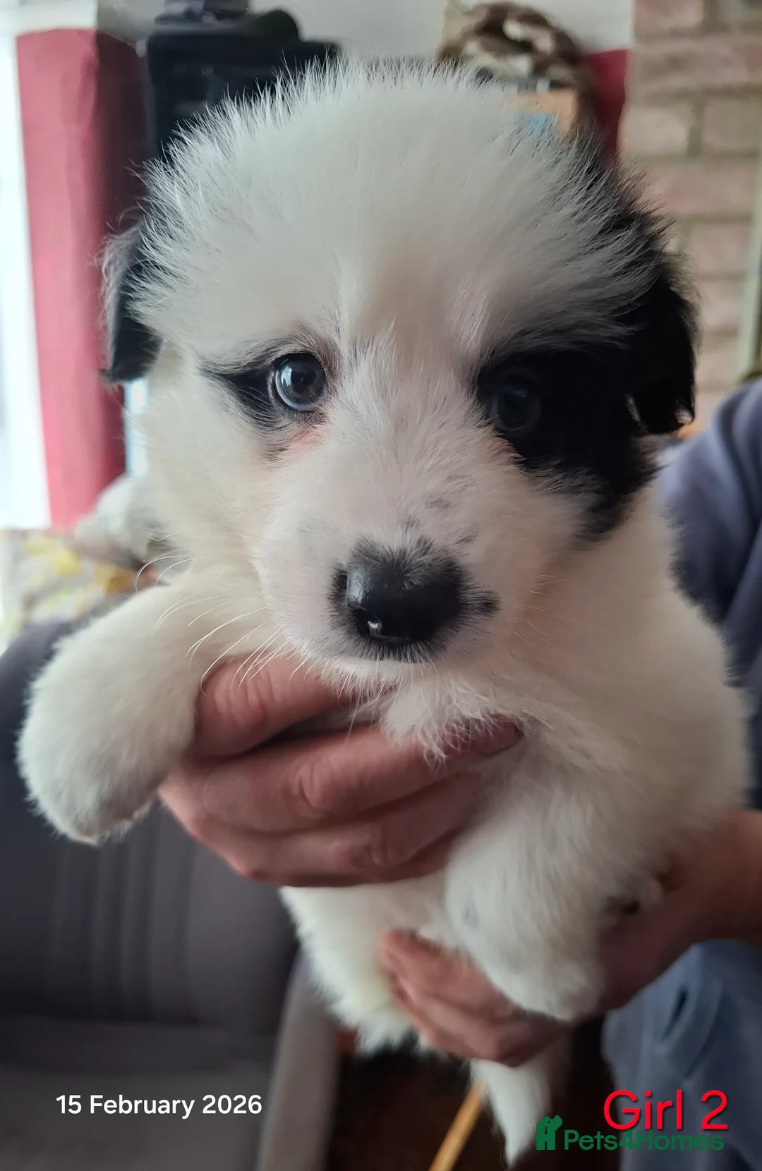 Samoyed dogs for sale: Samoyed x Border Collie Hybrid pups - Advert 11