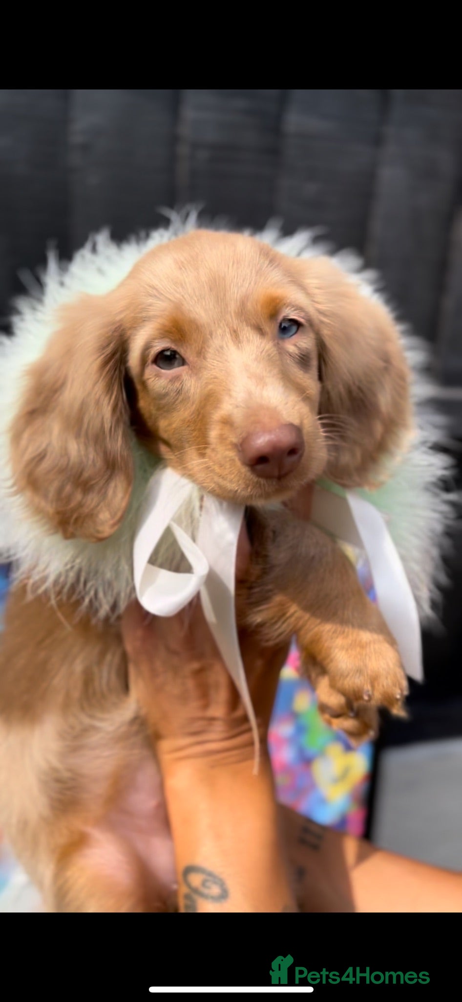 Miniature Dachshund dogs Stunning long haired miniature dachshunds  - Advert 2