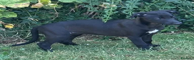 Whippet 4