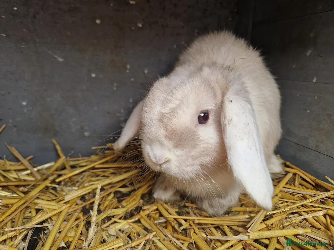Mini Lop rabbits for sale: Super Cute Purebred Mini Lop Babies- m and f  - Advert 3