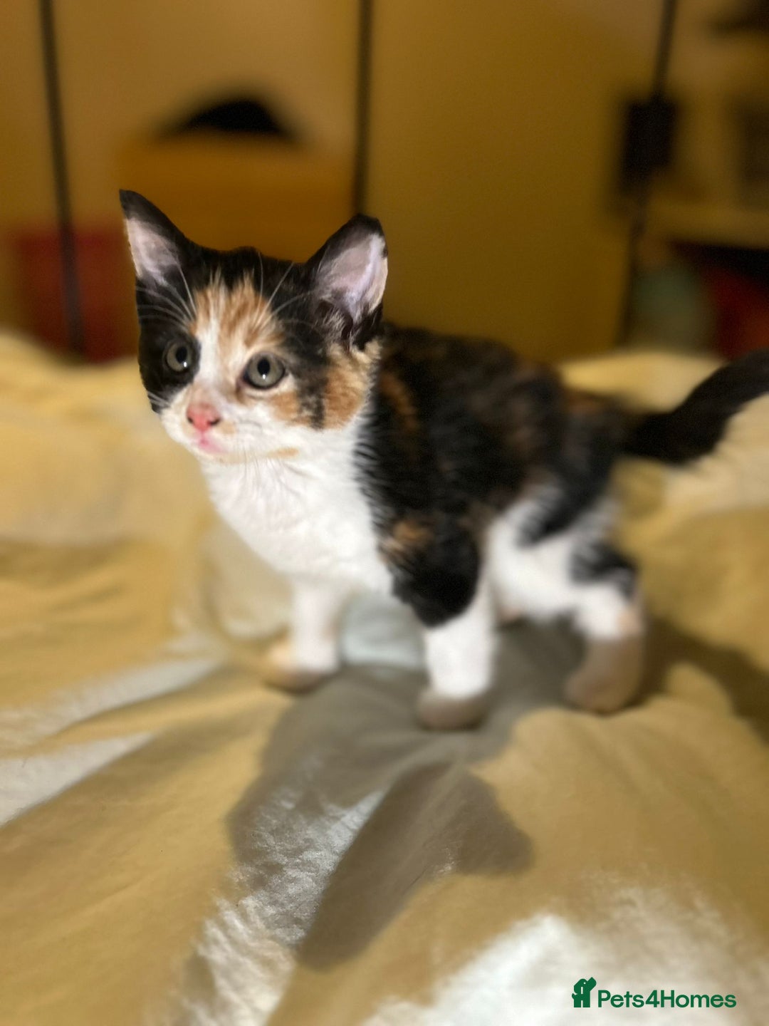 Mixed Breed cats for sale: Gorgeous fluffy kittens  - Advert 6