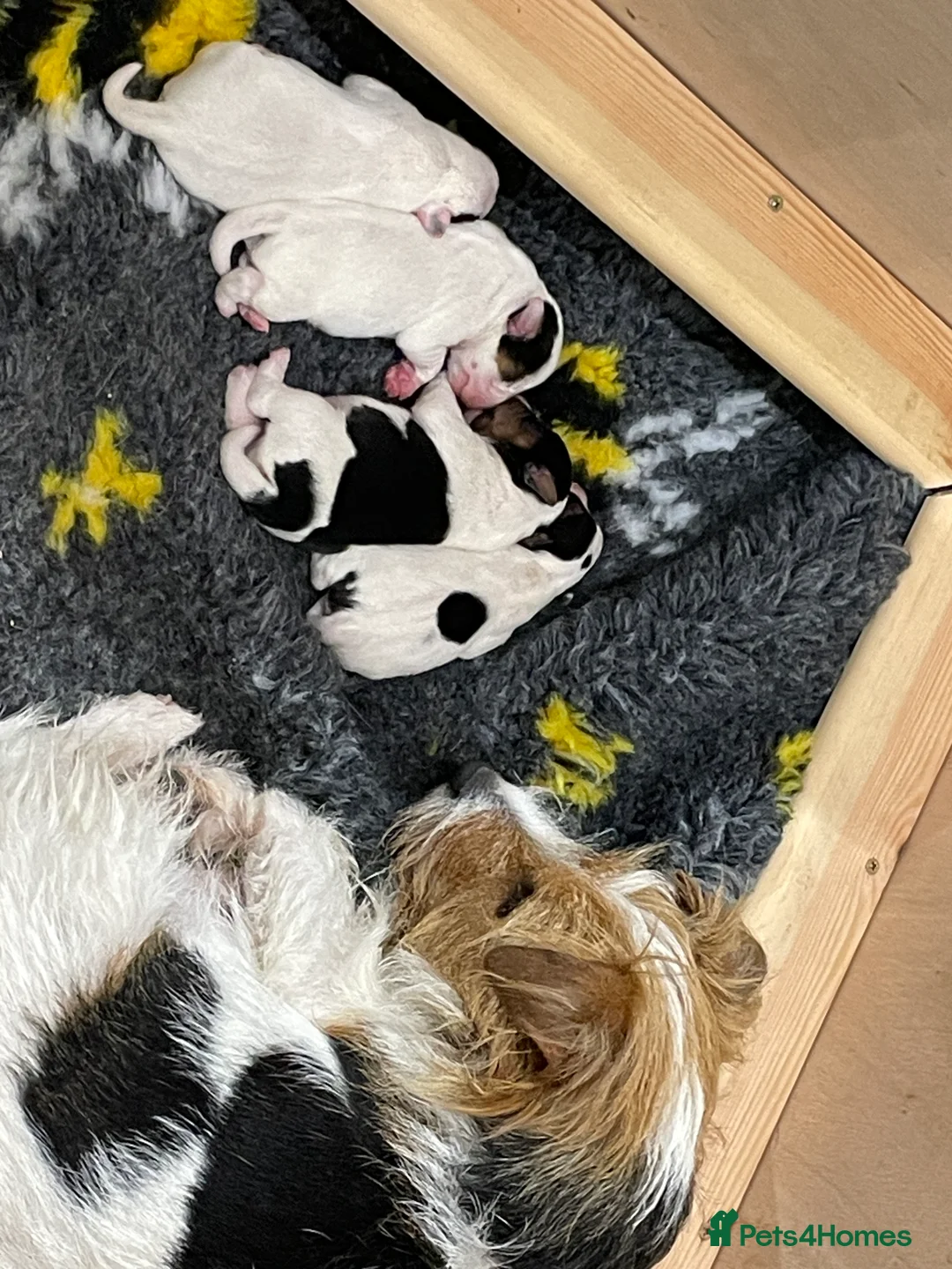 Parson Russell dogs for sale: Parson Terrier Puppies - rough coated - Advert 10