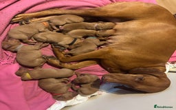 Hungarian Vizsla dogs for sale: Hungarian Vizslas Puppies for sale  - Image 2