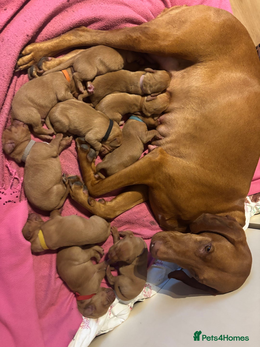 Hungarian Vizsla dogs for sale: Hungarian Vizslas Puppies for sale  - Image 2