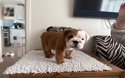 English Bulldog dogs for sale: 2 Beautiful Red & White English Bulldogs - Image 31
