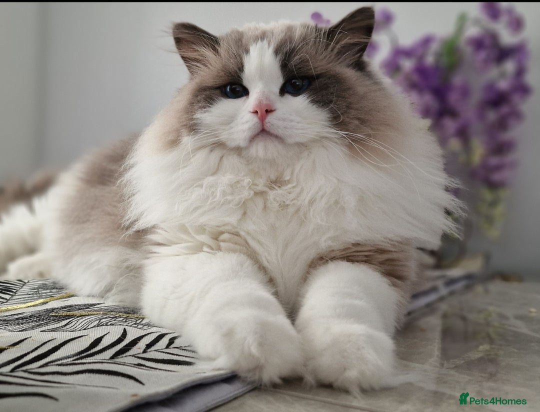 Ragdoll cats for sale: 🩷✨️NEW WAITING LIST Exclusive cute Kittens✨️🩷🏆 - Advert 9