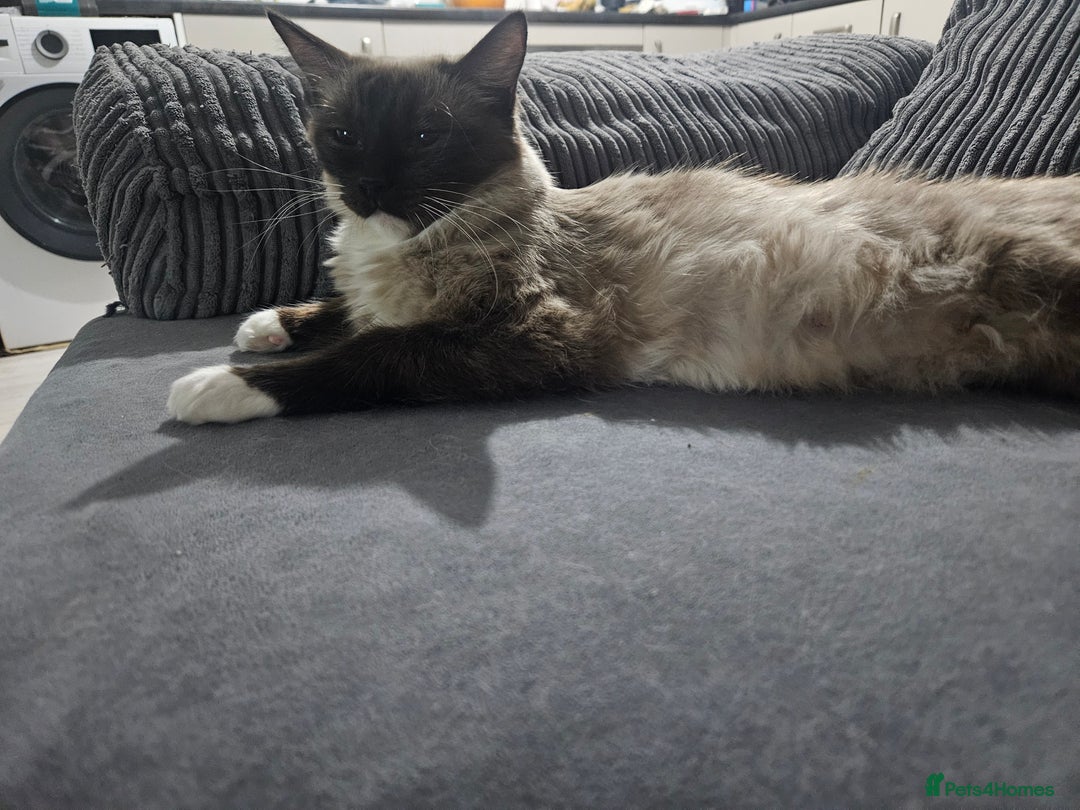 Ragdoll cats for sale: Female ragdoll - Advert 2