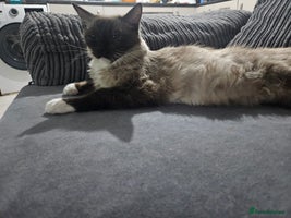 Ragdoll cats Female ragdoll - Advert 1