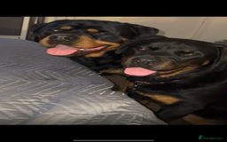 Rottweiler dogs for sale: Stunning Rottweiler puppies  - Image 27