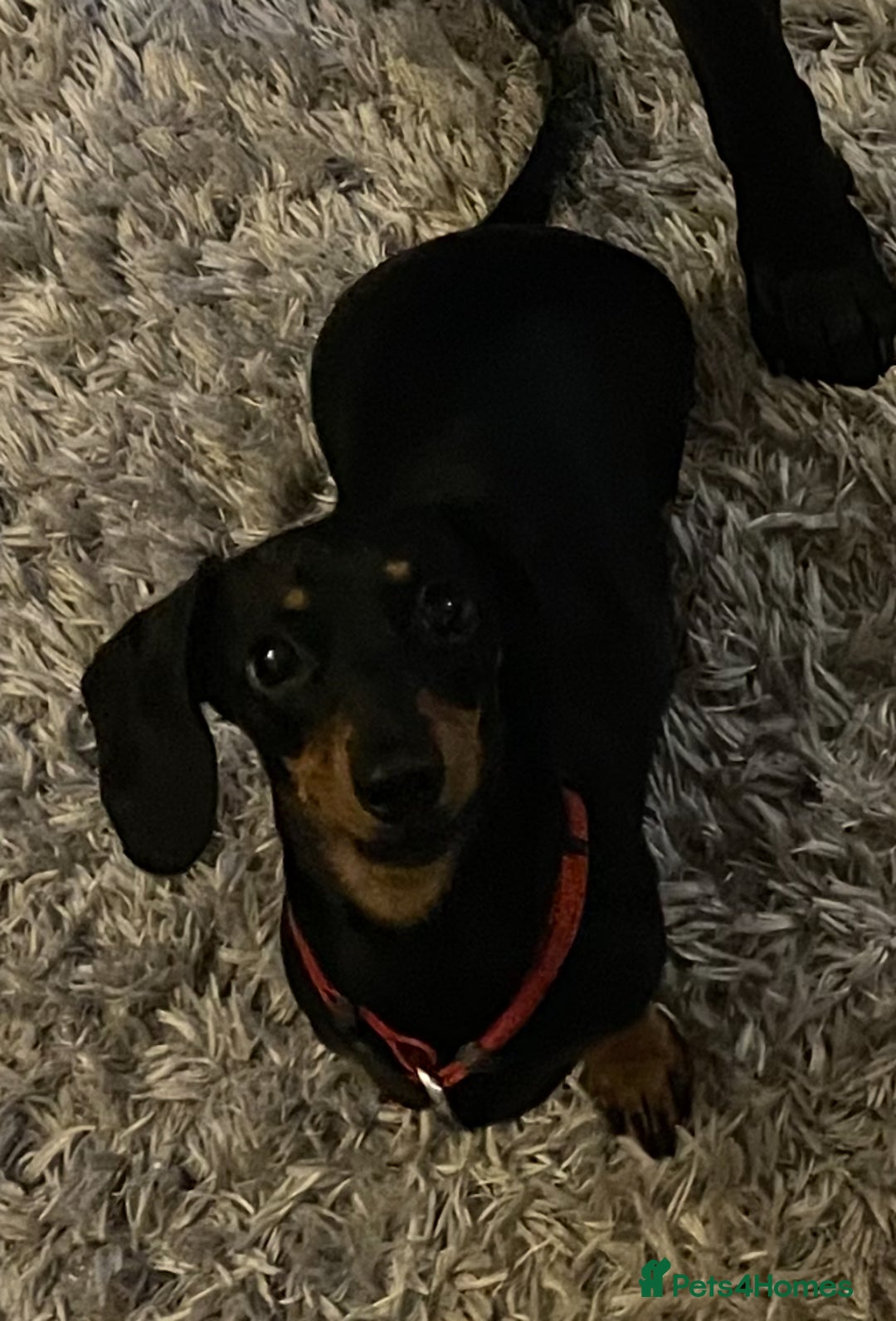 Miniature Dachshund dogs for sale: Four beautiful miniature dachshund girls - Advert 2