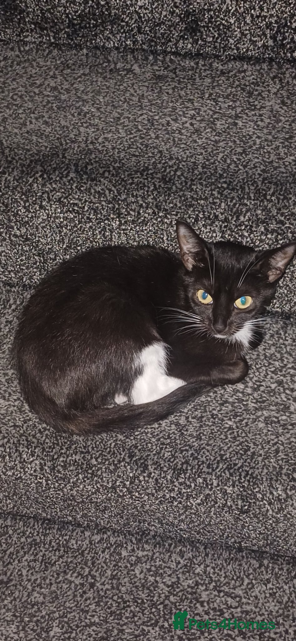 British Shorthair cats Kitten ready for a loving home  - Advert 3