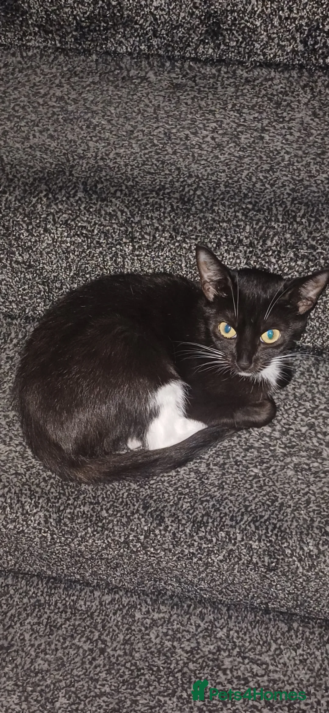 British Shorthair cats for sale: Kitten ready for a loving home  - Advert 1