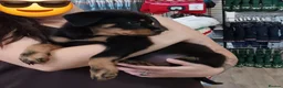 Rottweiler dogs for sale: Rottweiler - Advert 15