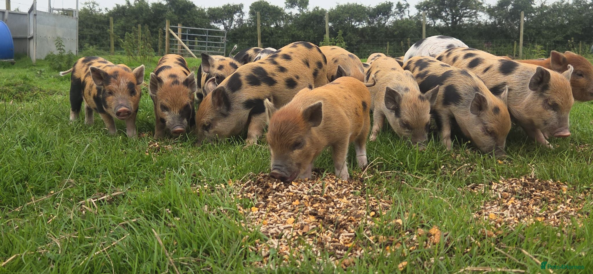 Pig livestock Minature Piglets (Juliana x Mini KuneKune) - Advert 2