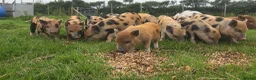 Pig livestock for sale: Minature Piglets (Juliana x Mini KuneKune) - Advert 2