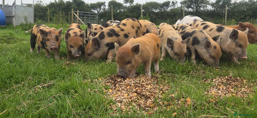 Pig livestock for sale: Minature Piglets (Juliana x Mini KuneKune) - Advert 2