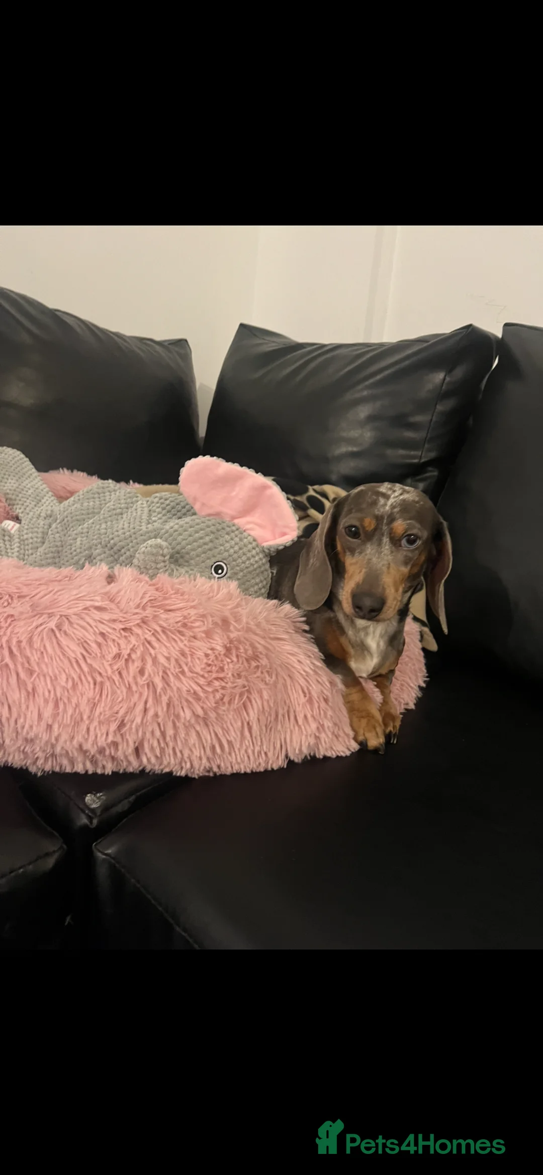 Dachshund dogs for sale: 2 boys blue dapple 2 blue girls  in Portsmouth - Advert 2