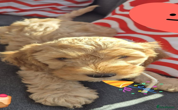 Cockapoo dogs - Advert 3