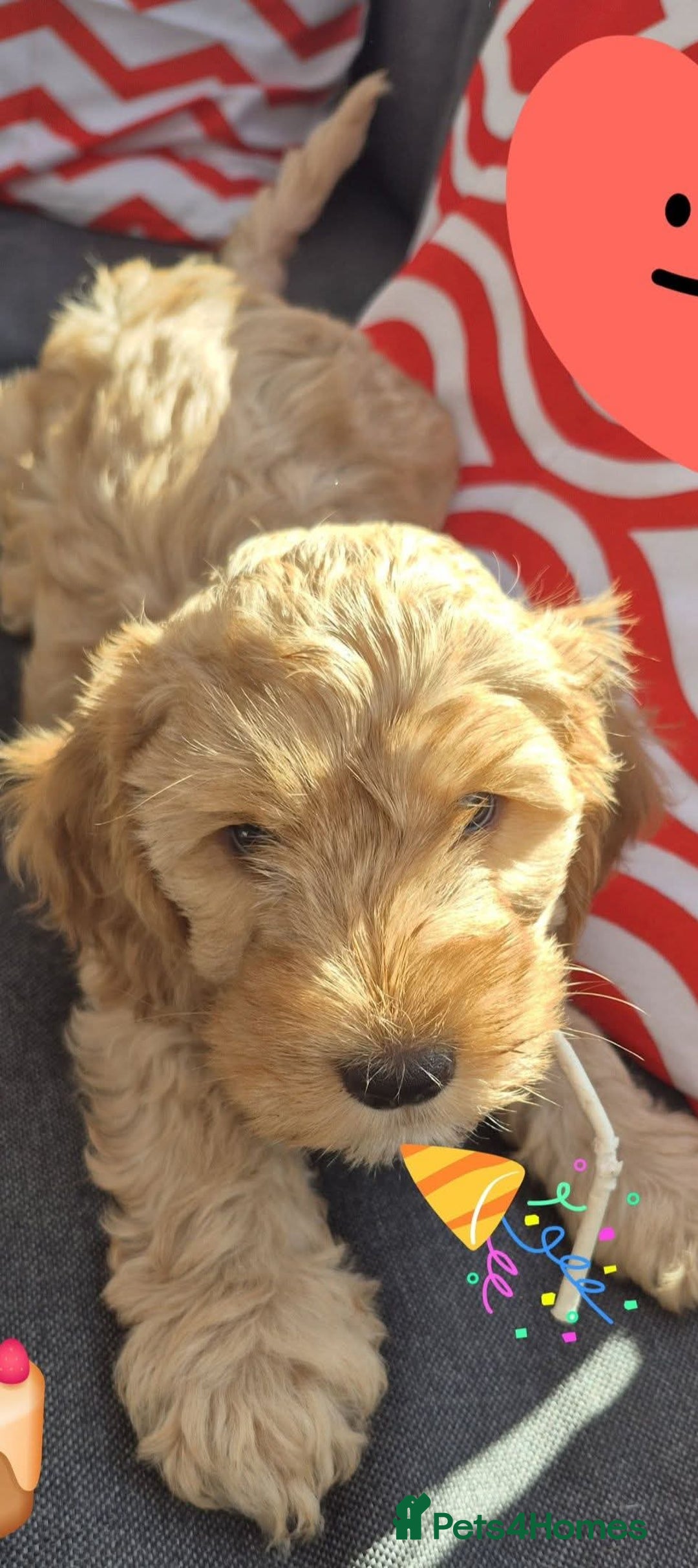 Cockapoo dogs for sale: ** Last one left Merle Cockapoo Puppies ** - Image 1