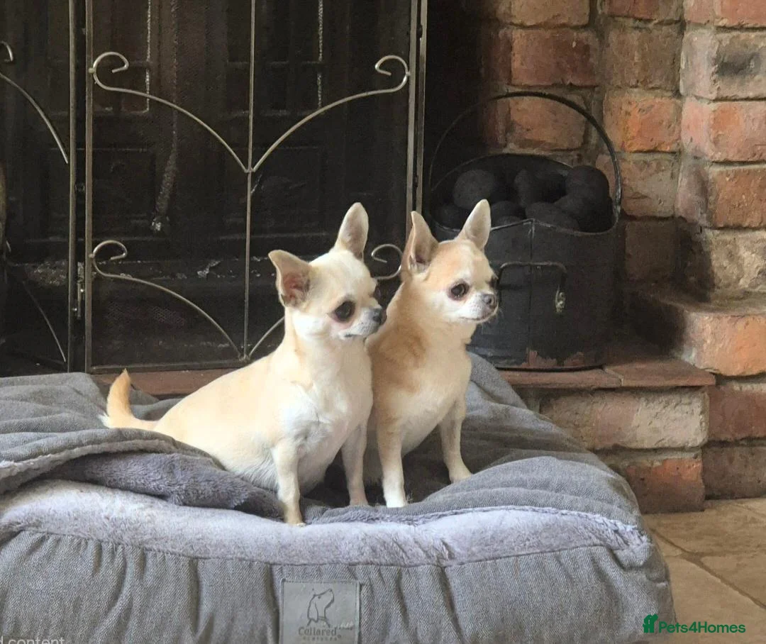 Chihuahua dogs for sale: KC Registered tiny Female puppies. - Advert 9