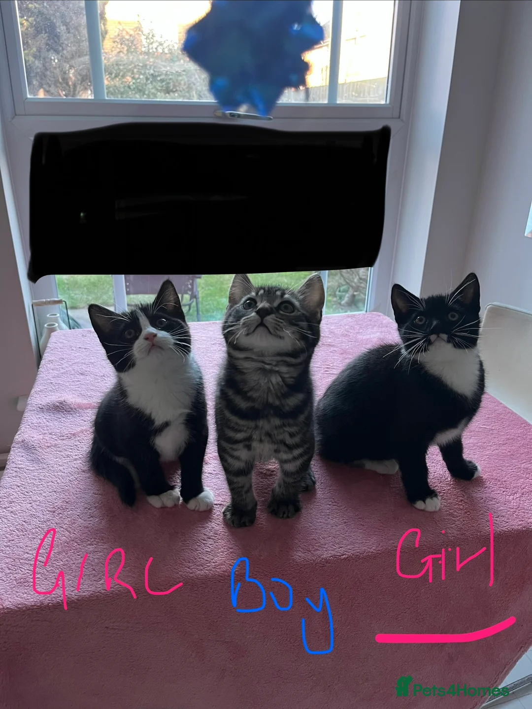Mixed Breed cats for sale: 4 x Beautiful Playful Kittens Ready NOW - Advert 5