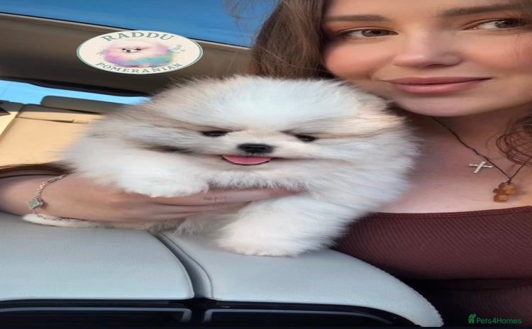 Pomeranian dogs - Advert 1