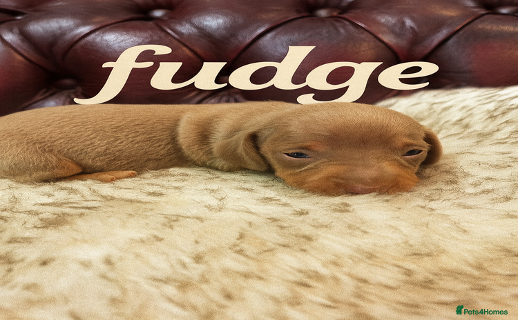 Miniature Dachshund dogs 🎄Ready 24th Dec. 3 gorgeous KC boys left 🥰 - Advert 2