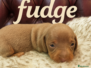 Miniature Dachshund dogs 🎄Ready 24th Dec. 3 gorgeous KC boys left 🥰 - Advert 2