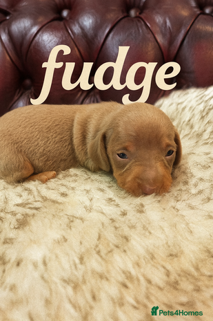 Miniature Dachshund dogs ** Ready 24th Dec. 3 gorgeous KC boys left 🥰 - Advert 3