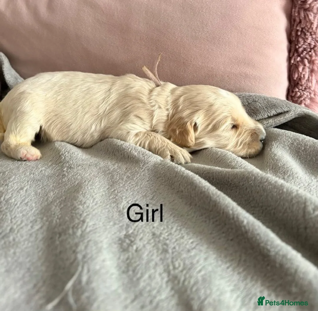 Goldendoodle dogs for sale: Australian Golden Doodle Puppies - Advert 2