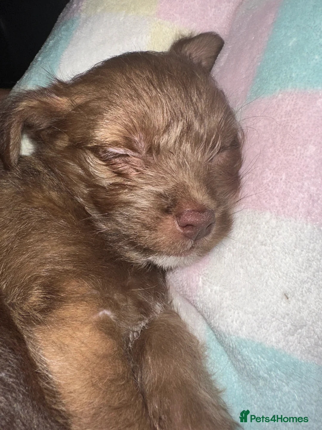 Chihuahua dogs for sale: X2 Gorgeous Chihuahua little ladies - Advert 26