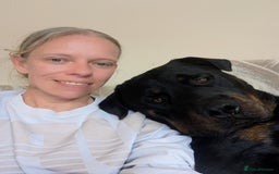 Rottweiler dogs for stud: Rotweiller For Stud - Image 5