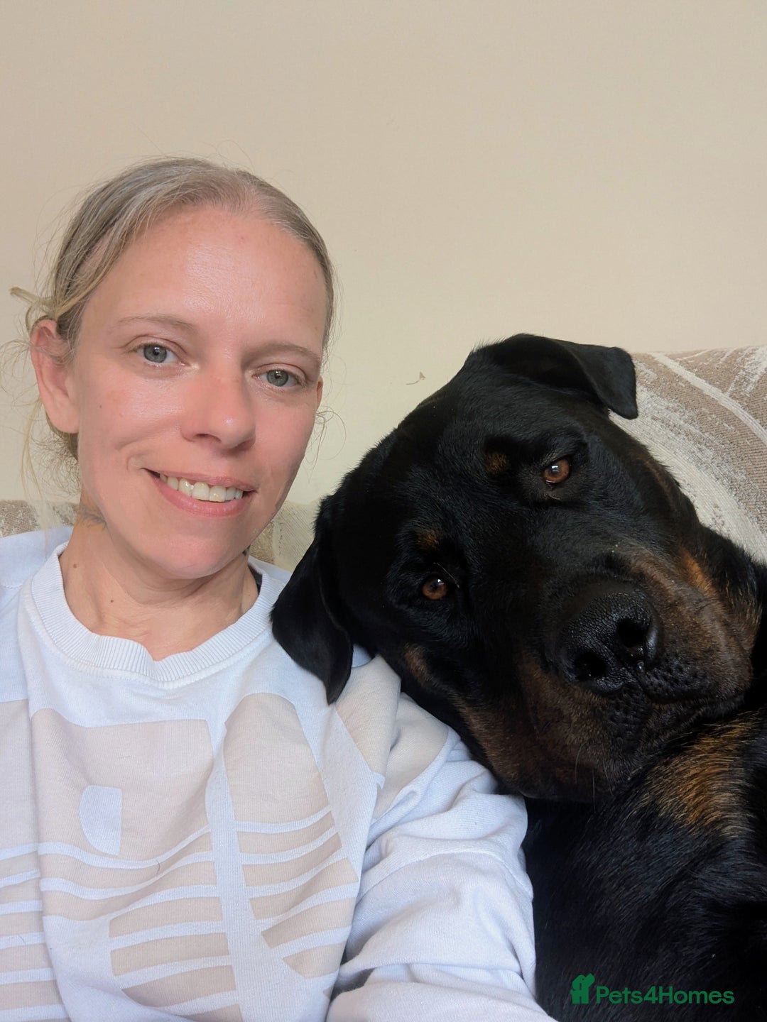 Rottweiler dogs for stud: Rotweiller For Stud - Image 5