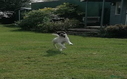 Fox Terrier dogs for sale: 13mth fox terrier smooth - Image 2