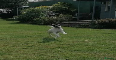 Fox Terrier dogs - Advert 5