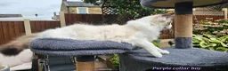 Ragdoll cats for sale: GCCF PEDIGREE CERTIFICATE KITTENS  - Advert 10