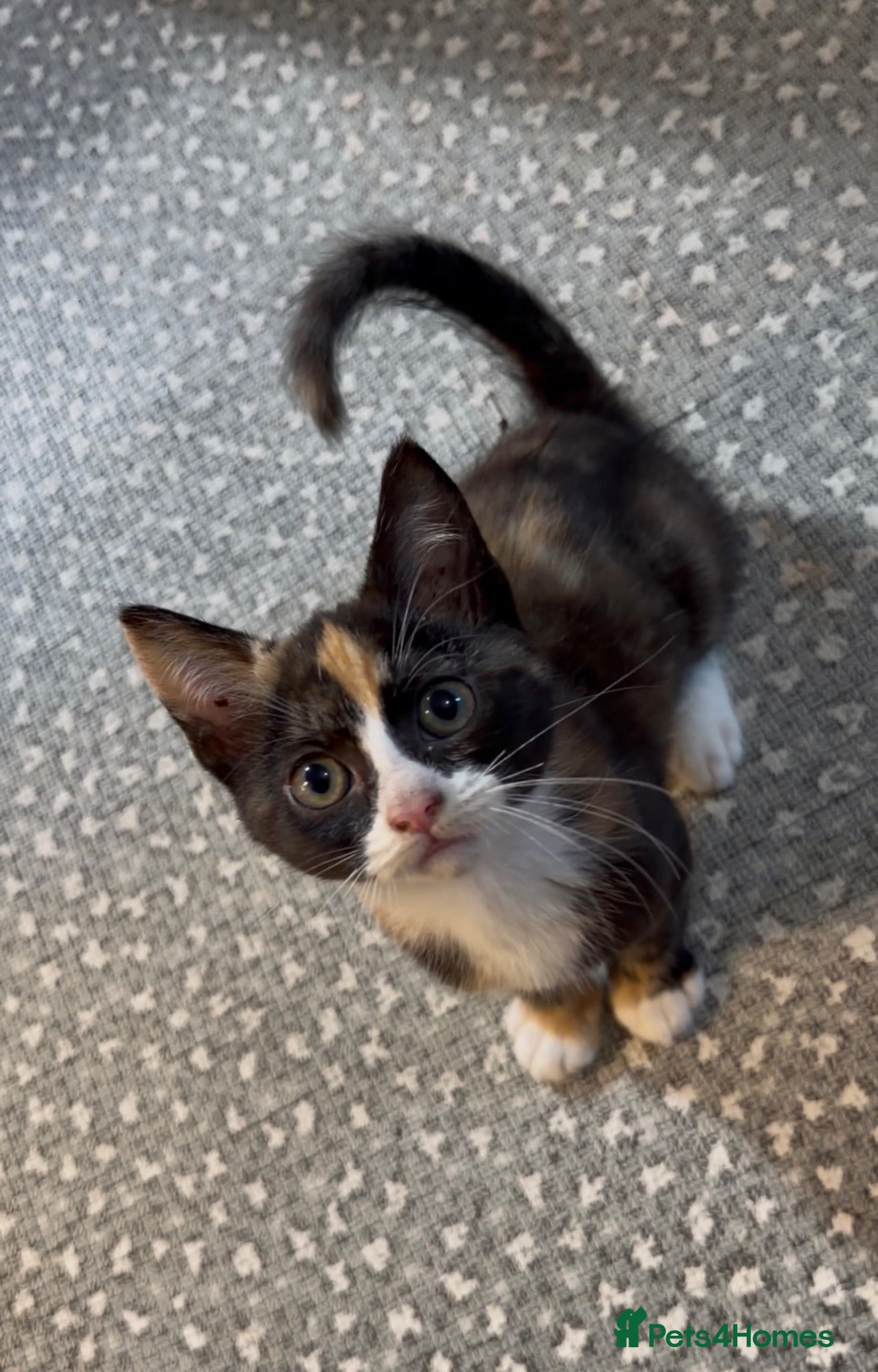 Mixed Breed cats Tortoiseshell female kitten  - Advert 6