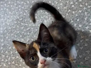 Mixed Breed cats Tortoiseshell female kitten - Advert 6