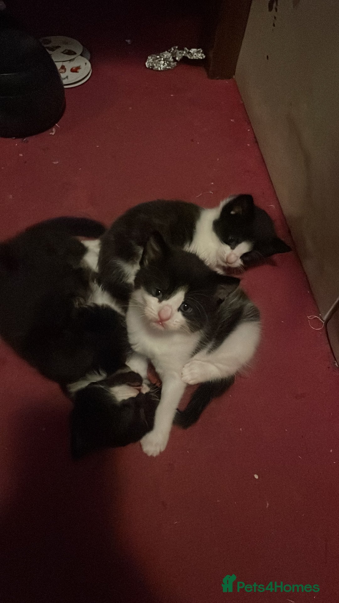 Mixed Breed cats for sale: Part main coon kittens  - Image 10