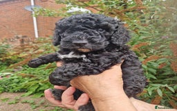 Cockapoo dogs for sale: 5 STAR FULLY DNA HEALTH TESTED F1B COCKAPOOS - Image 24