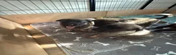 Mixed Breed dogs for sale: Beautiful malanois x german shepherd puppies - Advert 12