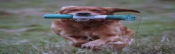 Golden Retriever dogs for sale: KC Dark Red Golden Retriever Pups in Ruislip - Advert 15